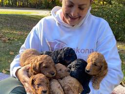 Goldendoodle-puppy's