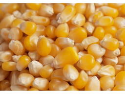Groothandel gele maïs