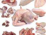 Halal Frozen Chicken, Thigh, Back quarter, Wings , Fillet IPBF , IQF, BF. Ukraine - photo 2