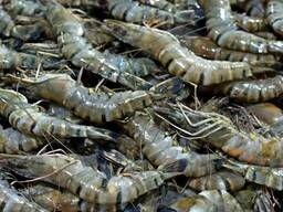 High quality wholesale Fresh Tiger Prawns/wild Shrimps/chilled Seafood. FROZEN FRESH BLACK
