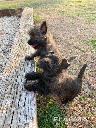Hoogwaardige Maltezer pup beschikbaar