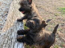 Hoogwaardige Maltezer pup beschikbaar