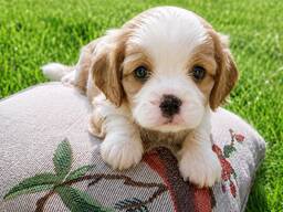 Perfecte raszuivere puppy's van het ras Cavalier King Charles Spaniel.
