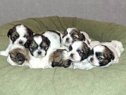 Идеальные чистокровные щенки Ши-Тцу.