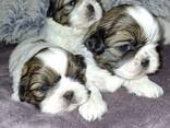 Идеальные чистокровные щенки Ши-Тцу. - фото 3