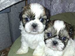 Идеальные чистокровные щенки Ши-Тцу.