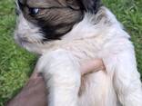 Perfecte Shih Tzu-puppy's. - photo 2