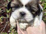 Perfecte Shih Tzu-puppy's. - фото 6