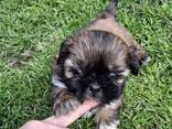 Perfecte Shih Tzu-puppy's. - фото 7