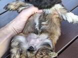 Perfecte Shih Tzu-puppy's. - фото 8