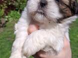 Perfecte Shih Tzu-puppy's. - фото 9