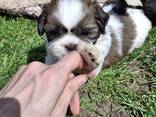 Perfecte Shih Tzu-puppy's. - фото 12