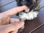 Perfecte Shih Tzu-puppy's. - фото 16