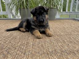 Intelligente en loyale Duitse herder pup