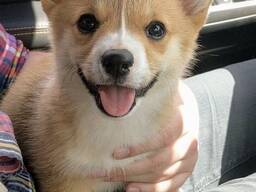 Intelligente Pembroke Welsh Corgi-puppy's