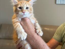 JA, het zijn 100% raszuivere Maine Coon kittens.