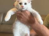 JA, het zijn 100% raszuivere Maine Coon kittens. - фото 1