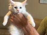 JA, het zijn 100% raszuivere Maine Coon kittens. - фото 2