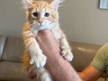 JA, het zijn 100% raszuivere Maine Coon kittens. - фото 3