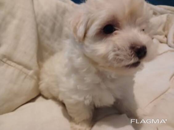 Jonge Maltezer pups,