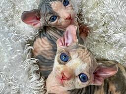 Kanadský sphynx