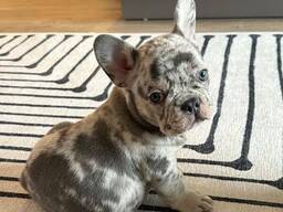Franse Bulldog pups