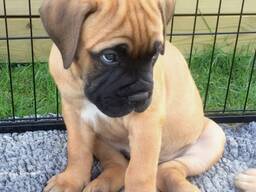 Kwaliteitsvolle Bullmastiff beschikbaar voor de dekking