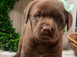 Labrador