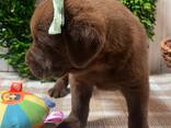 Labrador - фото 2