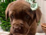 Labrador - фото 3