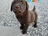 Labrador - фото 1