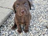 Labrador - фото 2