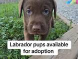 Labrador - фото 3