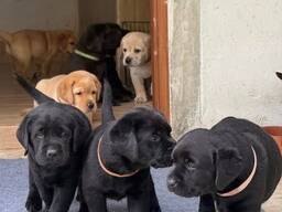 Labrador