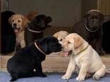 Labrador - фото 2