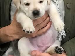 Labrador Retriever-puppy