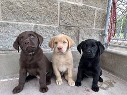 Labrador Retriever-puppy's
