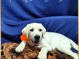 Labrador Retriever-puppy's van hoge kwaliteit - фото 1