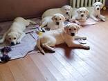 Labrador Retriever-puppy's van hoge kwaliteit - фото 10