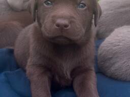 Labrador Retriever-puppy's zoeken een liefdevol thuis.