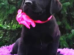 Labrador Retriever-pups van hoge rassen, kennel