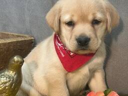 Labradorpuppy's (reutjes en teefjes) beschikbaar