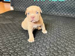 Liefdevolle Pitbull-puppy's 1of 1