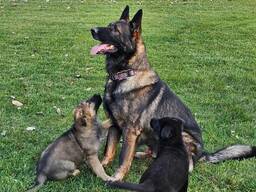 Lieve, aanhankelijke, actieve en zeer betaalbare Duitse herder-puppy's
