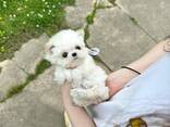 Lieve Maltezerpuppy's – 11 weken oud - фото 2
