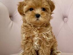 Lieve Maltipoo-puppy's
