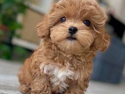 Lieve Maltipoo-puppy's van 8 weken oud te koop