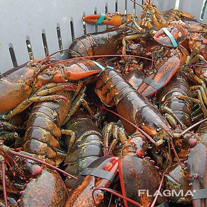 Lobsters