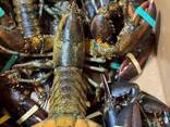 Lobsters - фото 2
