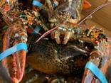 Lobsters - фото 4
